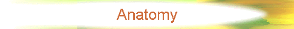 Anatomy