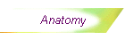 Anatomy