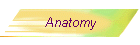 Anatomy