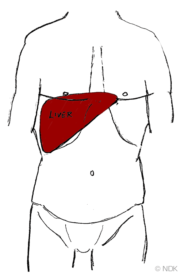 Location Of Liver. About the Liver